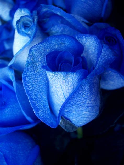 Blue Rose Flowers Flower Hd Wallpapers Images Pictures