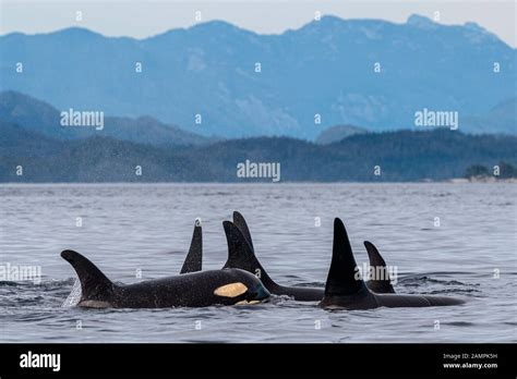A30s I35s Northern Resident Killer Whales Orcinus Orca In Queen