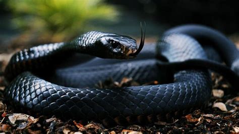 47 Black Snake Wallpaper On Wallpapersafari