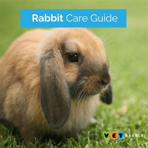 Rabbit Care Caring For Pet Rabbits Vetbabble Pet Rabbit Rabbit
