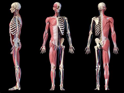 Full Body Views Of Human Skeletal Photograph By Pixelchaos