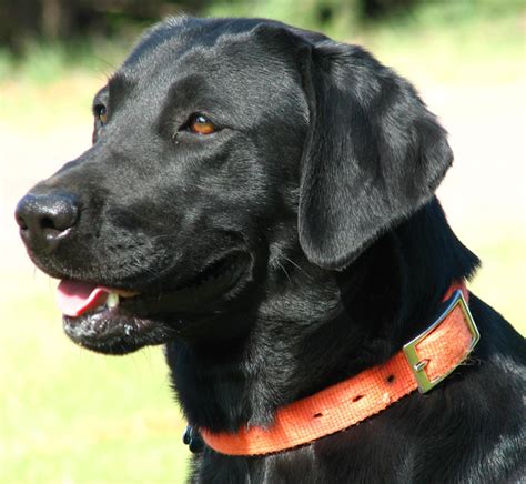 Female Labradors Pointing Labs For Sale Lankas Labs