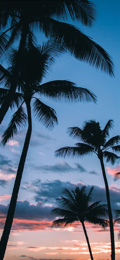 Palm Trees In Paradise Iphone 8 Wallpaper Download