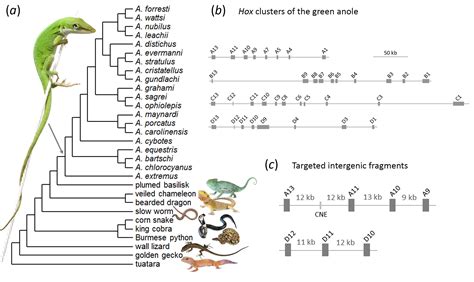 Are Jumping Genes Driving The Radiation Of Anolis Lizards Anole Annals