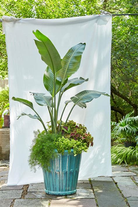 No Fail Tropical Container Garden Combinations Fall Container Plants