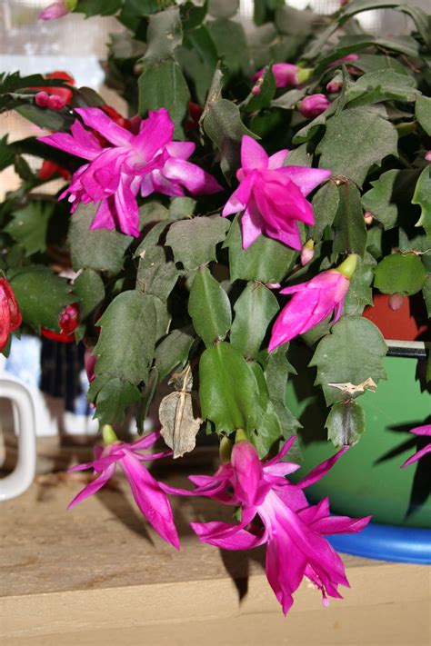 Indoor Garden Christmas Cactus Cactus Flower Christmas Cactus Cactus