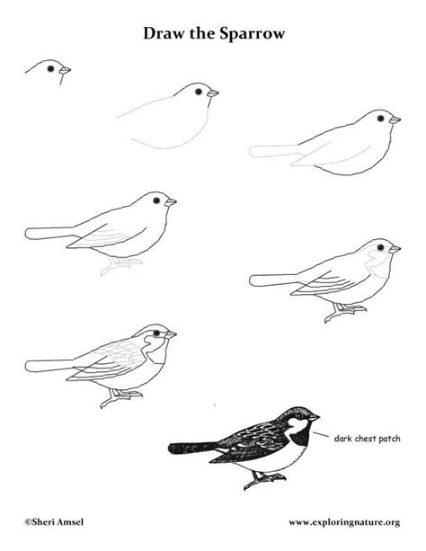 Please pause the how to draw a kiwi bird video after each step to draw at your own pace. Pin on Birds
