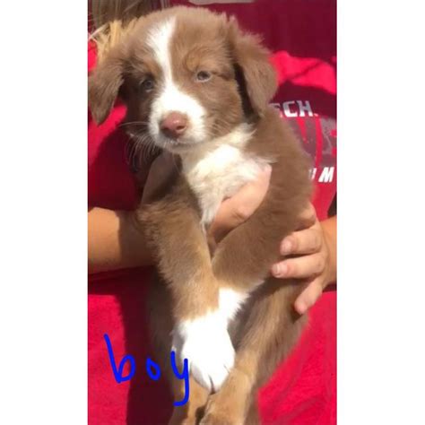 Beautiful, majestic, lovable, and full of life!these adorable mini australian shepherd puppies are family raised with lots of love and well socialized with. Adorable Mini Australian Shepherd puppies in Lubbock ...