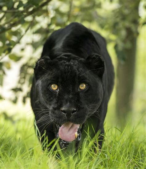 Wildlife Animals And Nature Black Jaguar Wildlife Animals Animals
