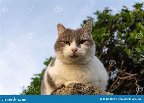 White And Grey Cat Staring At The Camera Sitting On A Wall With Blue