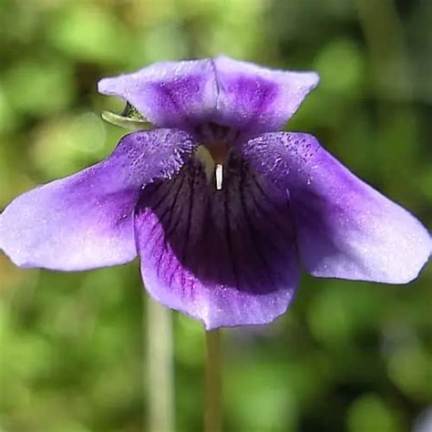 How To Plant And Grow Australian Violet Viola Hederacea Pond Informer
