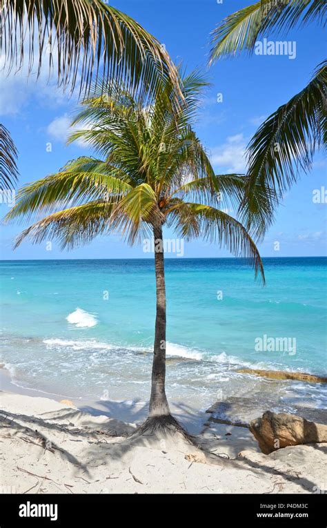 Single Palm Tree With Coconuts On The Sunny Beach Of Varadero Cuba