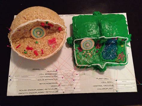 Only one cells can make up a simple organism cells: Plant and animal cell model cakes | 5th Grade Ideas ...