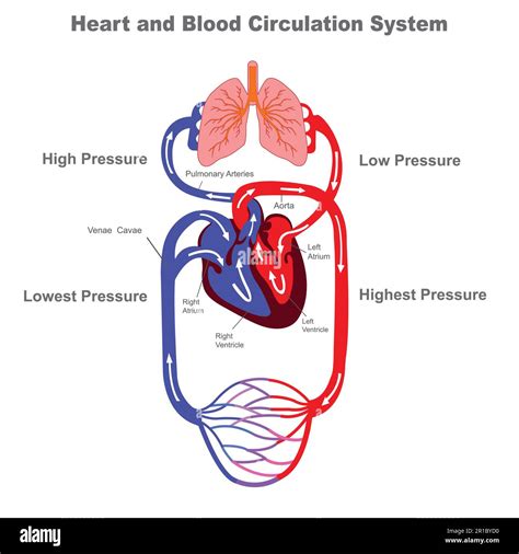Blood Circulation System Stylized Heart Anatomy Diagram Human