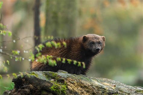 15 Animals That Live In The Taiga