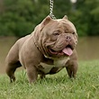 Pin on Exotic Bully