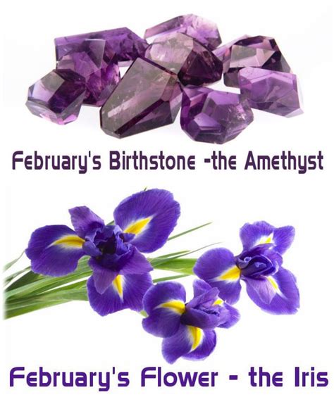 Februarys Birthstone The Amethyst Februarys Flower Iris