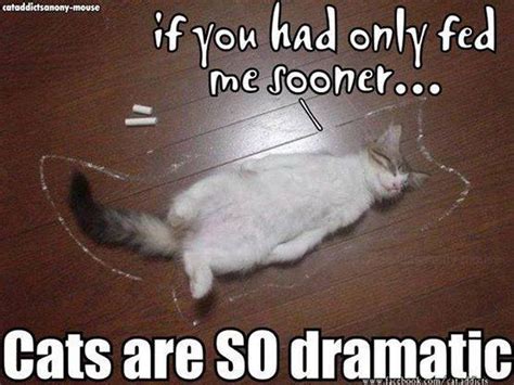 dramatic cat lolcats lol cat memes funny cats funny cat pictures with words on them