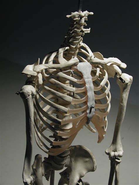 Human Rib Cage 34 Front View Human Rib Cage Skeleton Anatomy