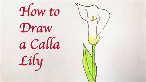 Heres A Quick Way To Solve A Tips About How To Draw A Calla Lily