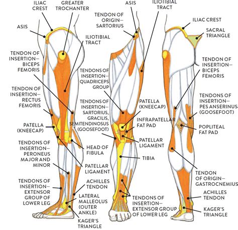 Leg Anatomy Muscles Ligaments And Tendons Femur Knee Lower Leg Anatomy Chrischreativenews
