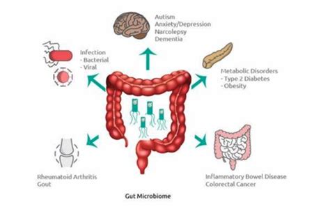 The Gut Microbiome Part 1 Your Gut Your Mood And Your Pregnancy
