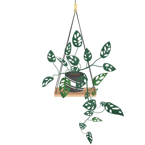 Free Hanging Plant Growing In Pots 17786270 Png With Transparent Background