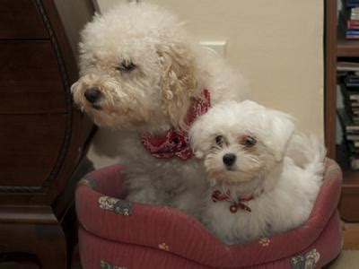 The maltese is a breed of dog in the toy group. Maltese Puppy Dogs