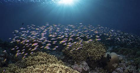 These 100000 Marine Species That The Largest Census In History Of