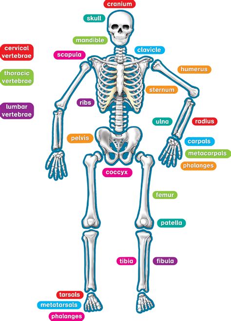 Human Skeleton Magnetic Accents Tcr77241 Teacher Created Resources