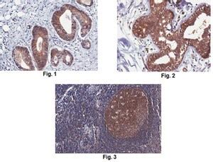 Anti Pan Shank Antibody Clone N23B 49 Clone N23B 49 From Mouse