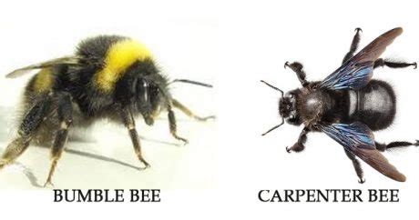 Purchase individual peppermint plants at a nursery or gardening store, then set each plant around the border of your home, or other areas where birds like to frequent. 18 Ways to Get Rid of Carpenter Bees | How to Control Wood ...