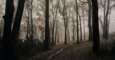 A Foggy Forest · Free Stock Photo