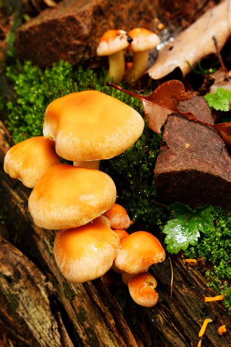 Wild Mushrooms Growing Free Stock Photo - Public Domain Pictures