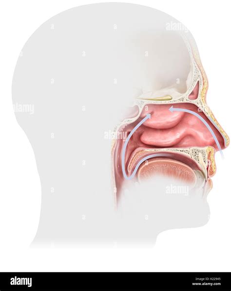 Nasal Mucous Membrane High Resolution Stock Photography And Images Alamy