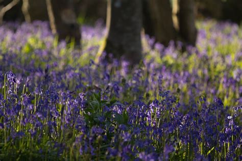 Beautiful English Bluebell Wood English Bluebells The Meadows Wood
