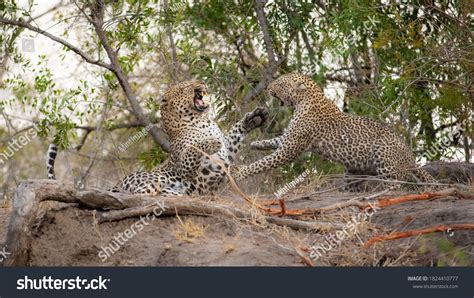 Cheetah Vs Leopard Fight