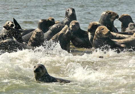What Happens Once The Seals Have Fully Recovered The Washington Post
