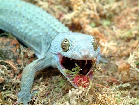 10 Terrific Tokay Gecko Morphs Reptileworldfacts