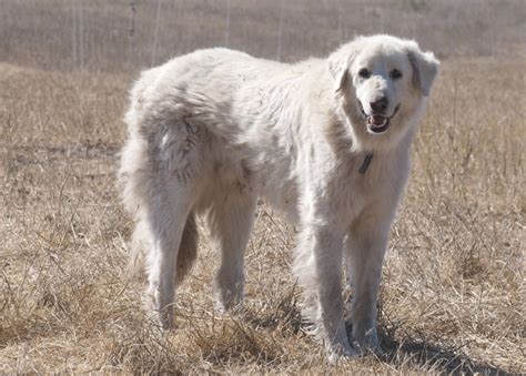 37 Best White Dog Breeds Fluffy Small And Big White Dogs