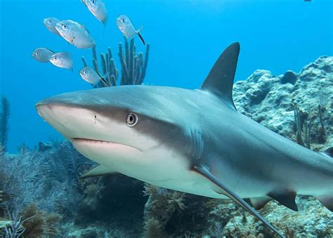 Caribbean Reef Sharks Making Their Home On The Key Largo Reefs