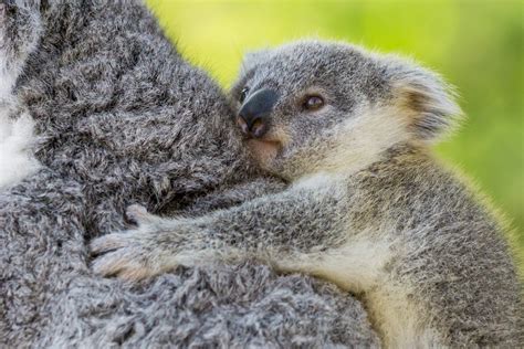 Koala Baby Foto And Bild Tiere Wildlife Säugetiere Bilder Auf