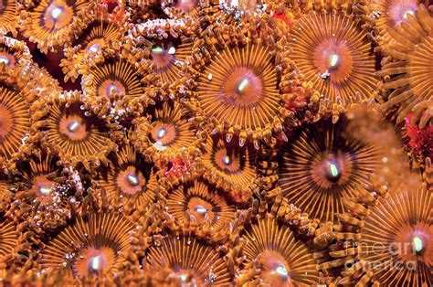 Protopalythoa Zoanthid Anemones Photograph By Georgette Douwmascience