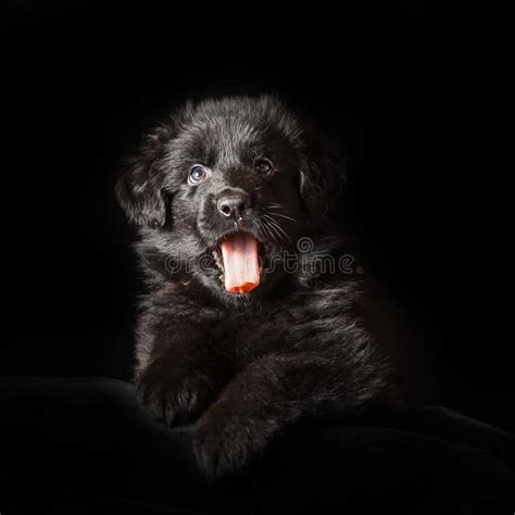 Black Long Haired German Shepherd Puppy On Black Stock Photo Image Of