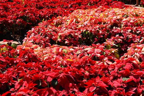 Red Tree In The Garden Stock Photo Image Of Decoration 36859296