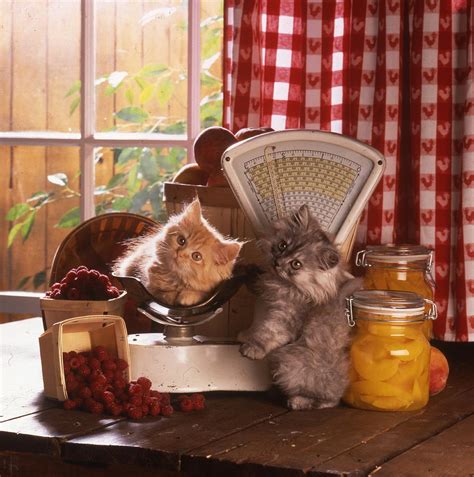 Cat In The Kitchen Photograph By Patrick Hoenderkamp Fine Art America