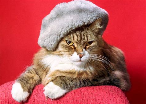 1000 Images About Cats Wear Hats On Pinterest Cute Cats