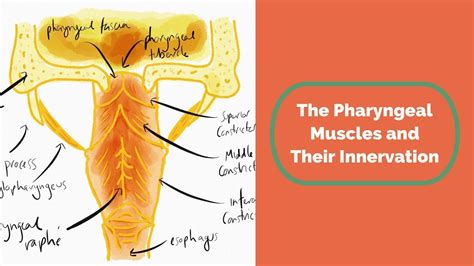 The Pharyngeal Muscles And Their Innervation Youtube