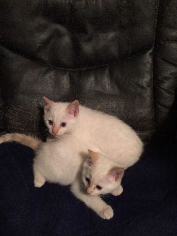 Female kittens can be a little more aggressive in play, but still strongly bond with their owners. FLAME Point SIAMESE Kittens - 2 Males. for Sale in Dixon ...