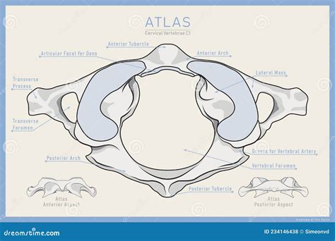 Aquí Se Muestra La Primera Vértebra Cervical Atlas C1 Vista Posterior